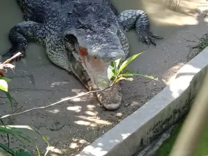 Sandakan Crocodile Farm