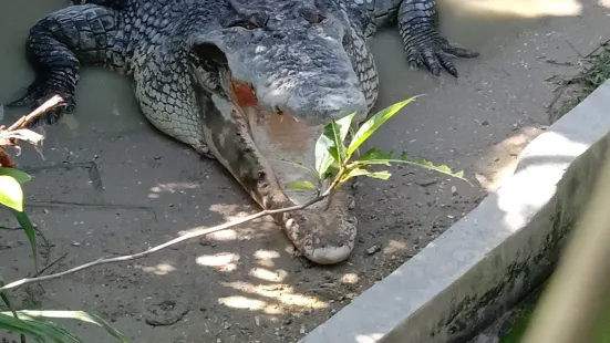 Sandakan Crocodile Farm