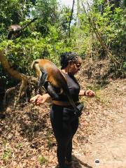 Tafi Atome Monkey Sanctuary And Cultural Village