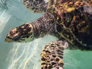 Old Hegg Turtle Sanctuary