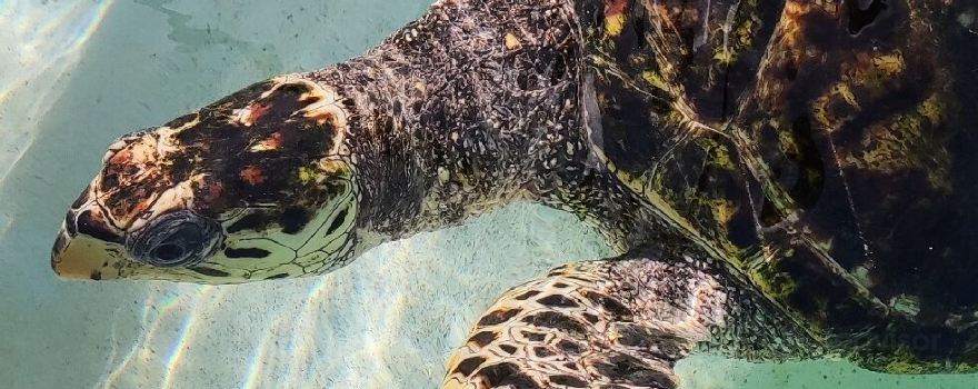 Old Hegg Turtle Sanctuary