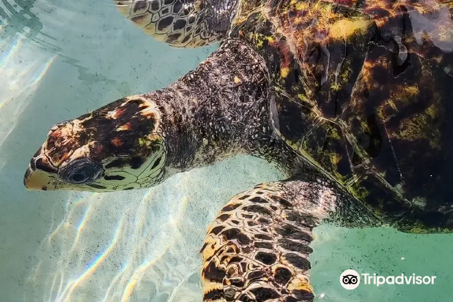 Old Hegg Turtle Sanctuary