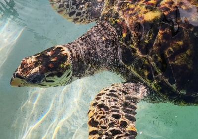 Old Hegg Turtle Sanctuary