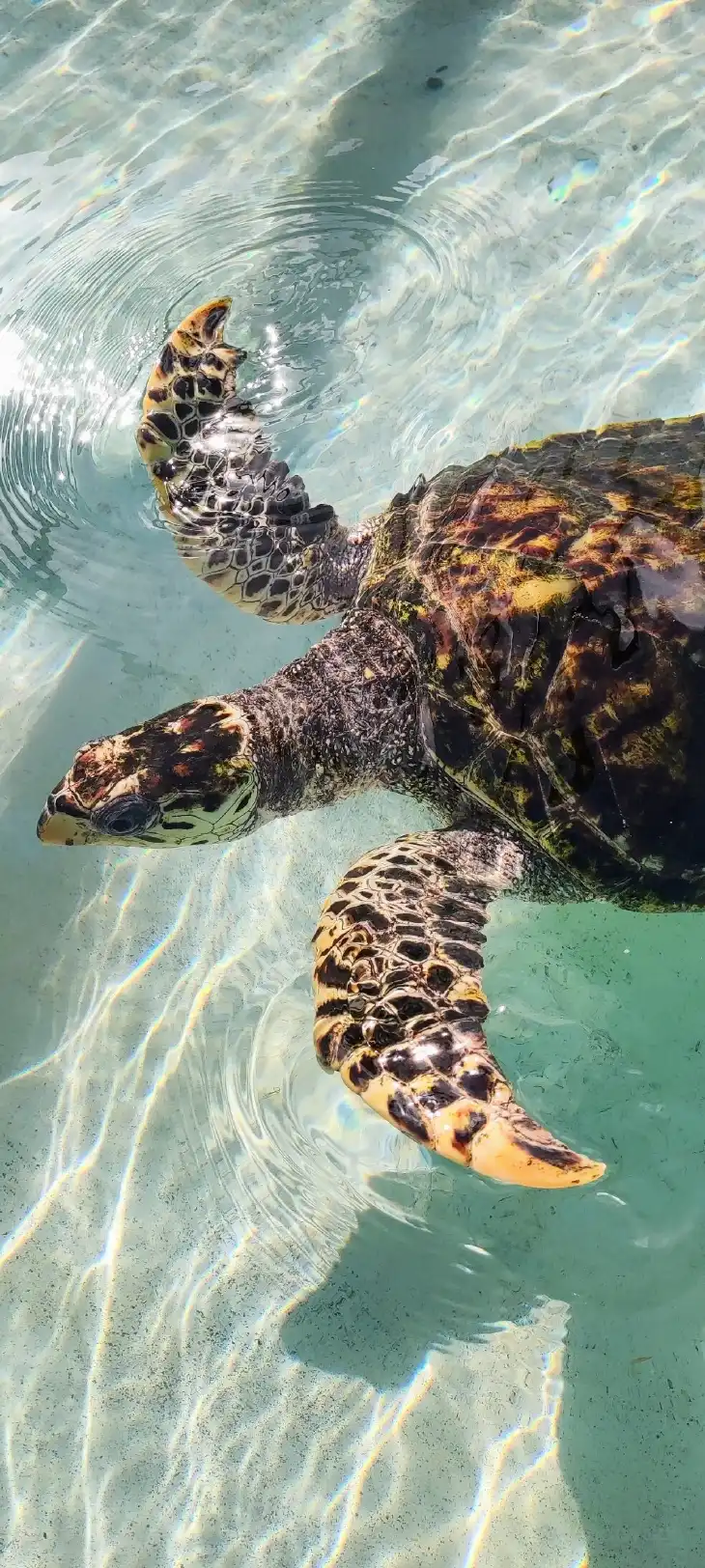 Hotels in der Nähe von Old Hegg Turtle Sanctuary