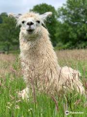 Pembrokeshire Llama Sanctuary