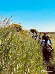 Promenade A Cheval Des Aresquiers