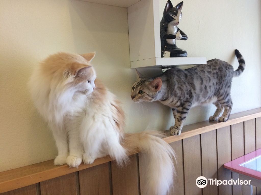 Meomi Cat Cafe They Call Me Cat Cafe門票【2025】- 預約、開放時間