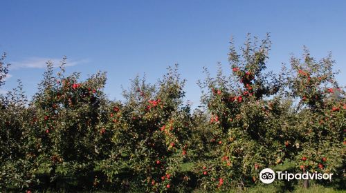 Shelburne Orchards