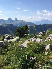 Alpengarten La Rambertia