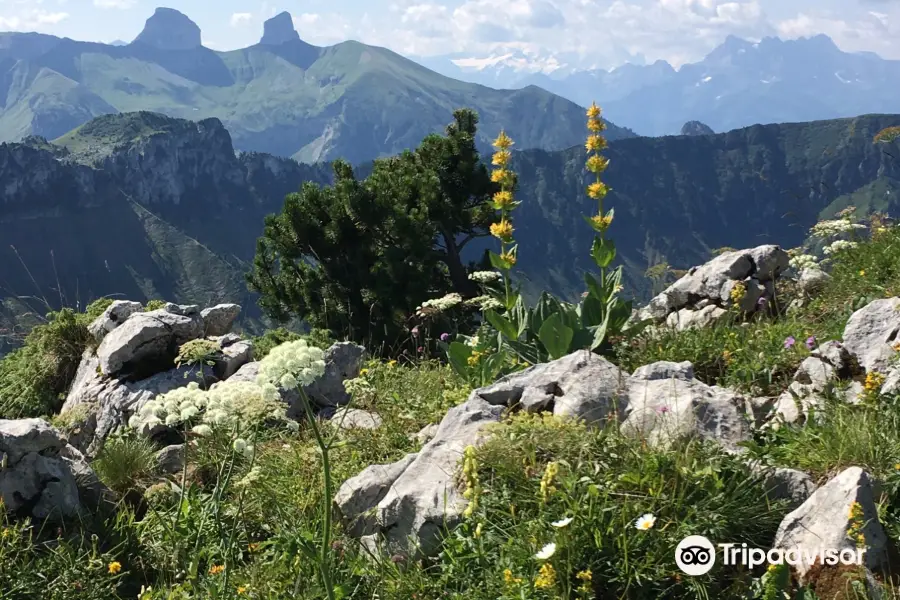 Alpengarten La Rambertia