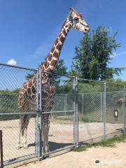 スペシャル・メモリーズ動物園