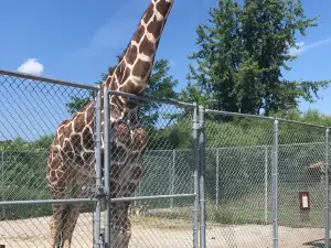 Special Memories Zoo