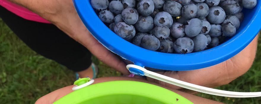 Joan & Brad's Berry Farm