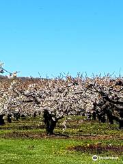 Cherry Avenue Farms