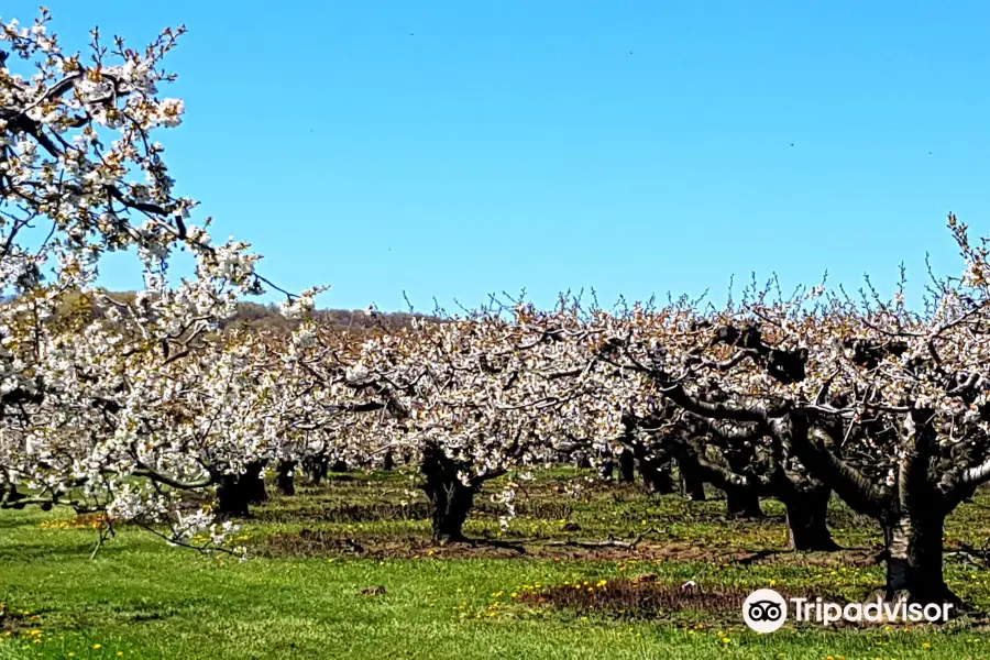 Cherry Avenue Farms