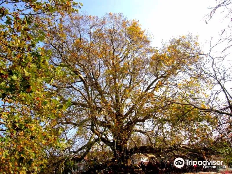 3_布爾薩英卡亞古樹