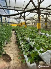 Healthy Strawberry Farm