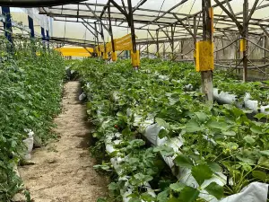 Healthy Strawberry Farm