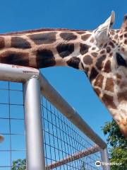 Boulder Ridge Wild Animal Park