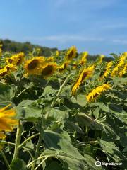 Sunflowers of Sanborn