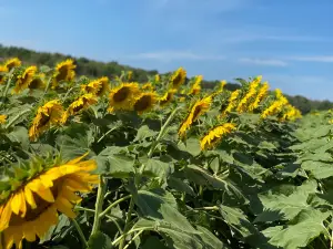 Sunflowers of Sanborn