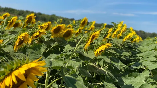 Sunflowers Of Sanborn