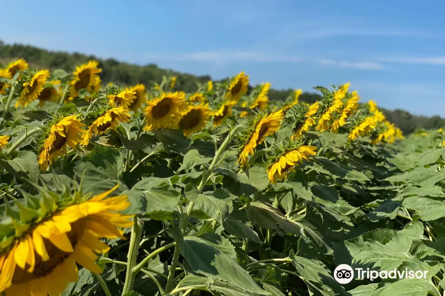 Sunflowers of Sanborn