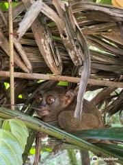 Philippine Tarsier Sanctuary