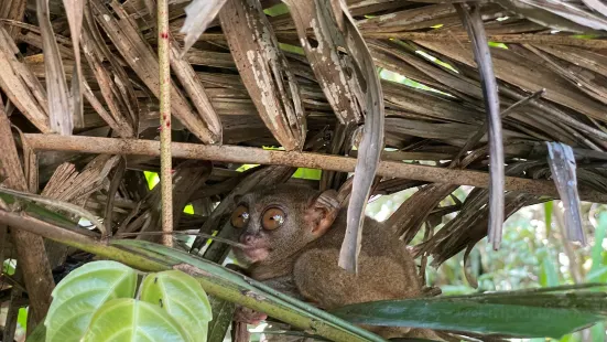 Philippine Tarsier Sanctuary