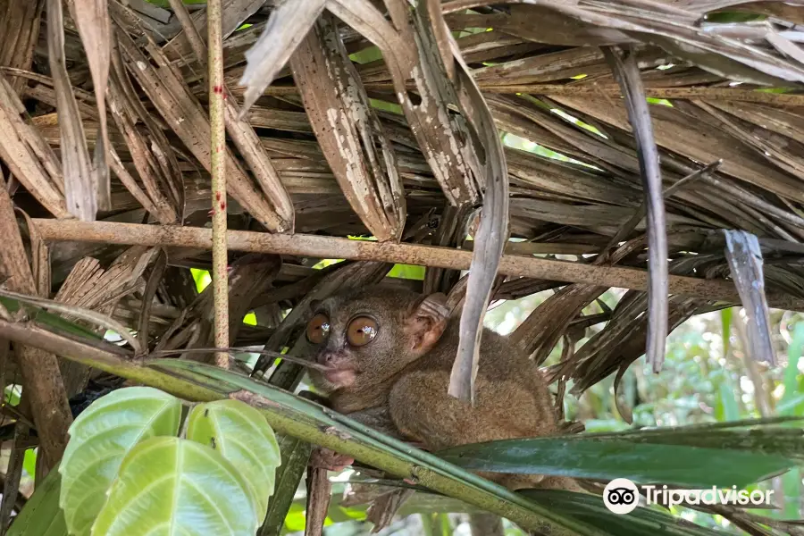 菲律賓眼鏡猴及野生動物保護區