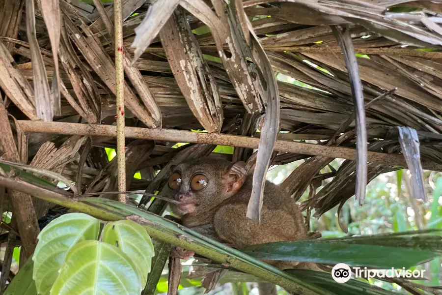 Philippine Tarsier Sanctuary