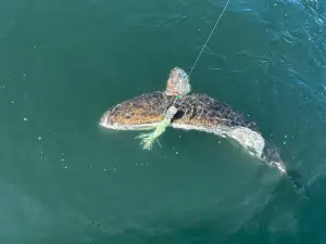 Wildfish Charters: Prince Rupert Fishing Charters