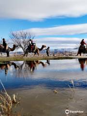 SAVRAN Camel Safari