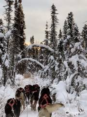 Fairbanks Dogsled rides with Two Rivers Trailblazers LLC