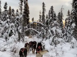 Fairbanks Dogsled rides with Two Rivers Trailblazers LLC
