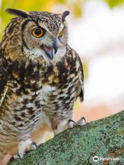 Baytree Owl and Wildlife Centre