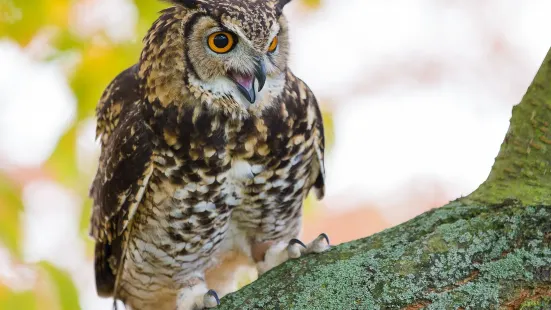 Baytree Owl and Wildlife Centre