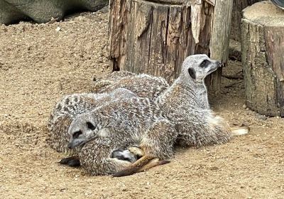 Suffolk Owl Sanctuary