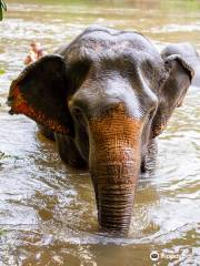 Elephant Haven Thailand
