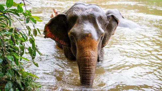 Elephant Haven Thailand