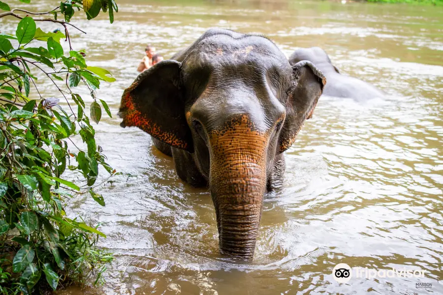 Elephant Haven Thailand