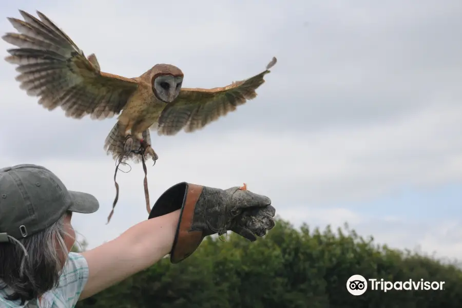 West Wales Falconry