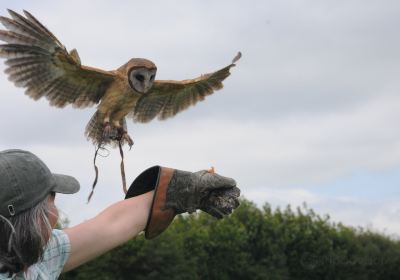 West Wales Falconry