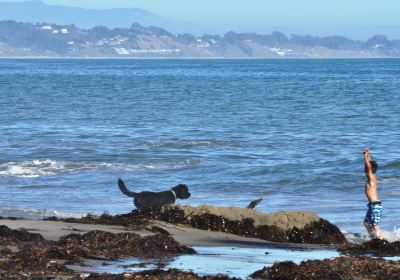 New Brighton State Beach