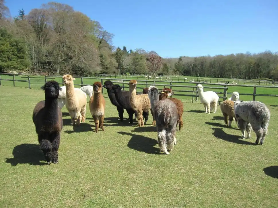 Hotels in der Nähe von Dunreyth Alpacas