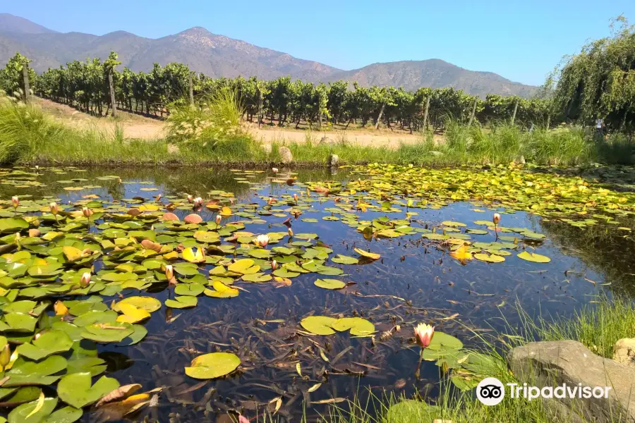 Emiliana Organic Vineyards