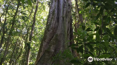 Aguti Monteverde - Wildlife Reserve