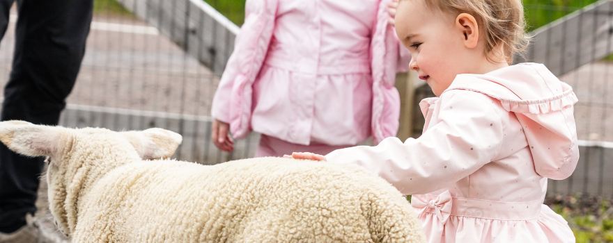 Netherfield Alpacas