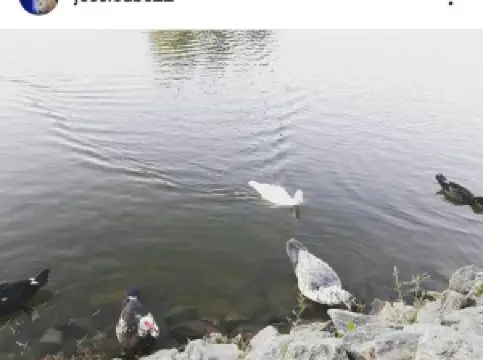 Lago Municipal de Ipameri