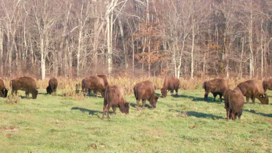 Creamery Brook Bison